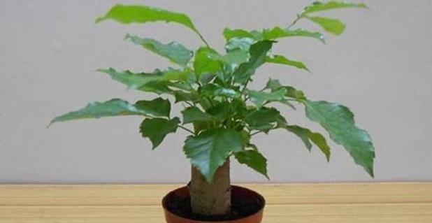 绿宝树适合卧室吗（毒性分析）