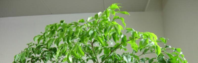绿宝树适合卧室吗（毒性分析）