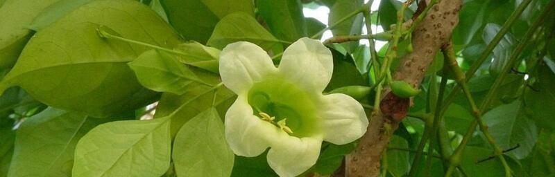 绿宝树开花时间及特点（了解绿宝树的开花周期和繁殖方式）