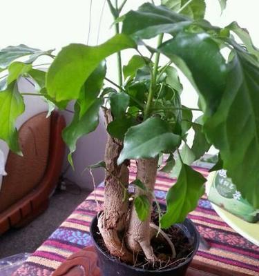 绿宝树开花时间及特点（了解绿宝树的开花周期和繁殖方式）