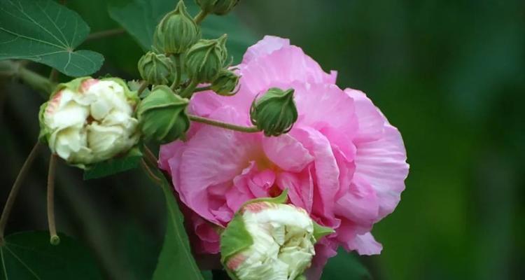 芙蓉花（深入探究芙蓉花的花语及其寓意）