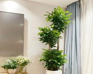 绿宝树——最适合放客厅的盆栽植物（掌握放置技巧）