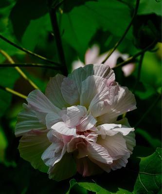 木芙蓉花语——傲然绽放的美丽（传承自然）