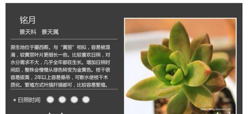 绿宝树的安全越冬养护方法（关注温度变化）