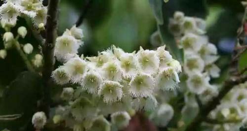 橄榄花的传说及象征意义（探寻橄榄花的历史传说和文化象征）
