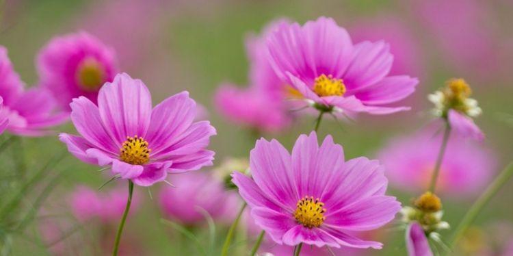 格桑花（恒久不变的希望与自由）