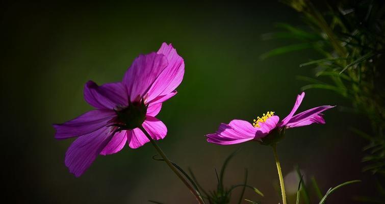 格桑花（恒久不变的希望与自由）