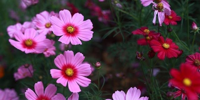 格桑花（恒久不变的希望与自由）