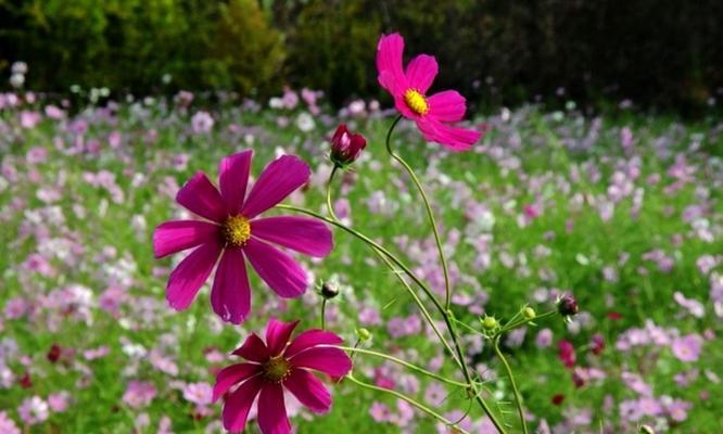 格桑花（探寻格桑花的花语与寓意）