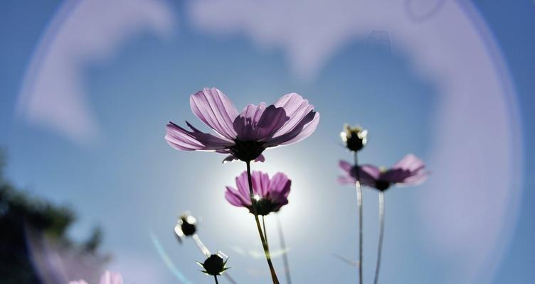 格桑花（探寻格桑花的花语与寓意）