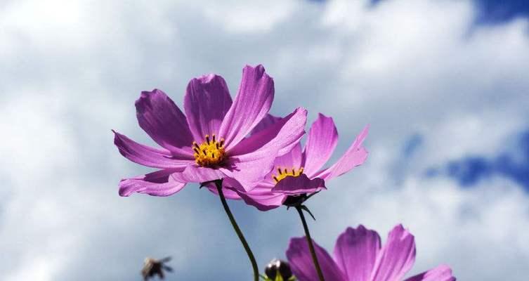格桑花（探寻格桑花的花语与寓意）