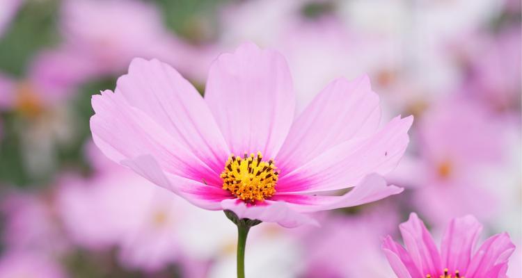 格桑花（探寻格桑花花语的深刻内涵）