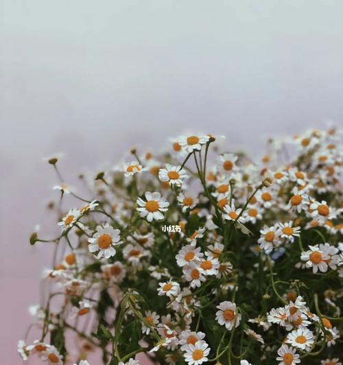 花开花落，各色雏菊的花语（用花语诠释生活的情感与寓意）