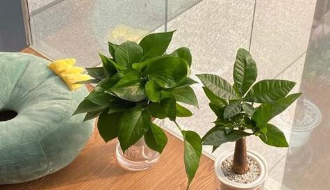 绿茶不仅可以饮用，还可以浇花（从绿茶残渣到废物利用）