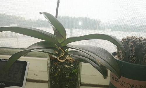 绿茶饮料能否浇花？——探讨绿茶饮料的潜在用途