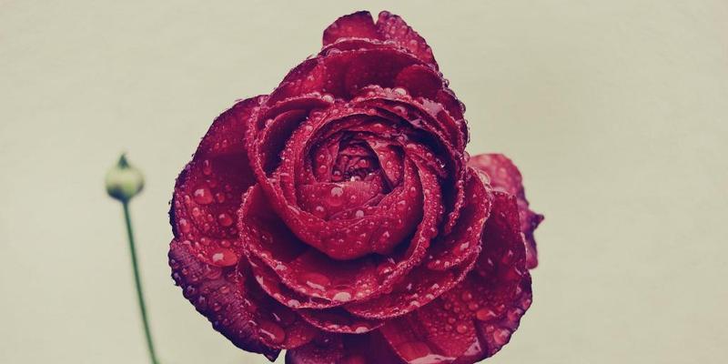 玫瑰花的多样代表寓意（探索不同种类玫瑰花的含义与象征）