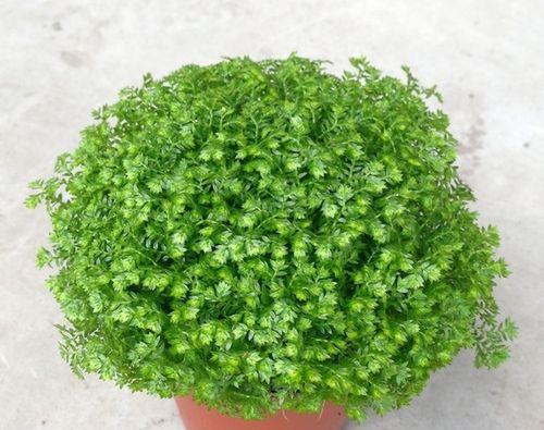 绿地球的浇水方法（使用科技让浇水更环保）