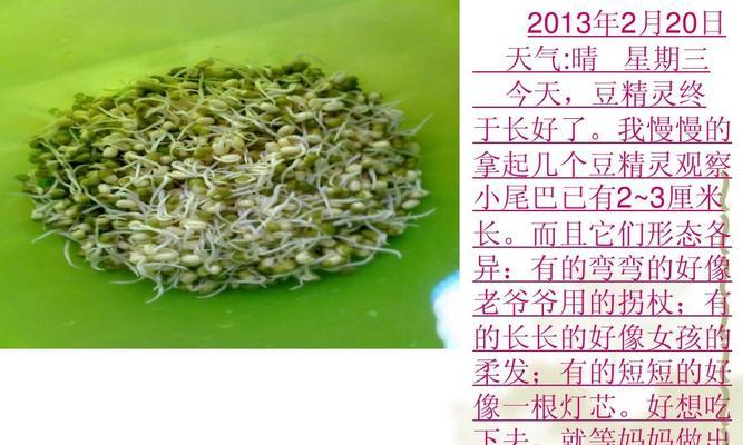 绿豆成熟时间及其相关知识详解（了解绿豆的生长周期）