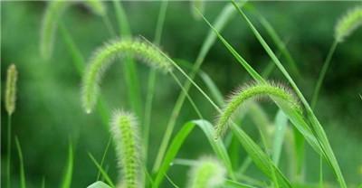 狗尾巴草之花语的深意（探秘花朵背后的隐藏意义）
