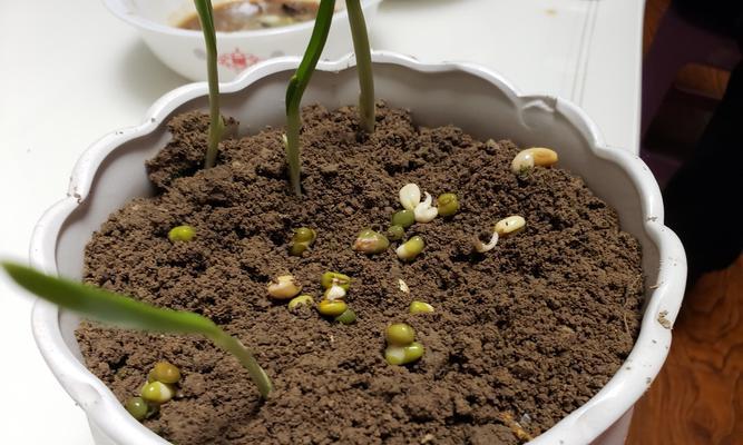 绿豆发芽的奇妙过程（探寻绿豆发芽的生命力与营养价值）