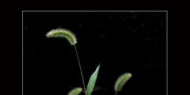 狗尾巴草的寓意与启示（狗尾巴草的象征意义及对人生的启示）