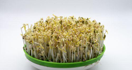 绿豆发芽的营养价值与食用方法（探究绿豆发芽的营养成分与食用益处）