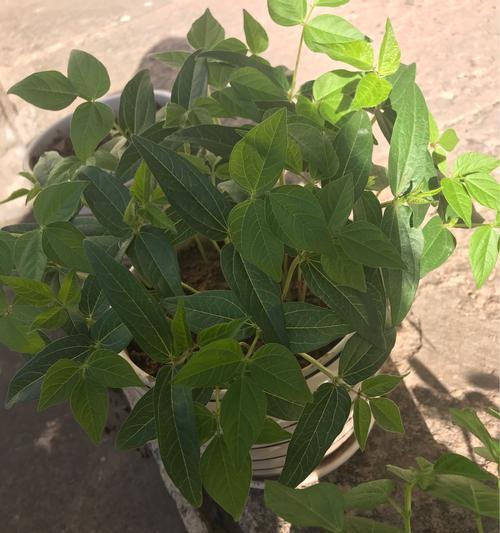绿豆的开花之谜（探寻绿豆开花的颜色与样子）