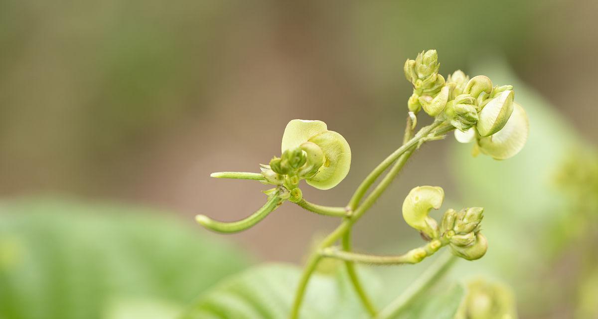 绿豆的开花之谜（探寻绿豆开花的颜色与样子）