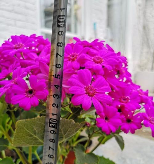 瓜叶菊花语的美丽寓意与传承（探寻瓜叶菊花语的深层内涵）