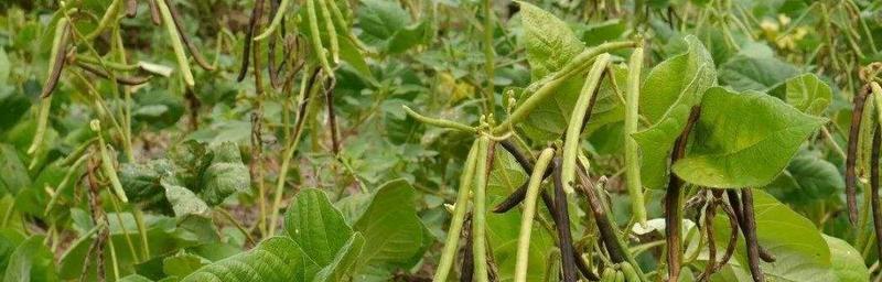 绿豆的种植时间和注意事项（掌握绿豆种植的窍门）