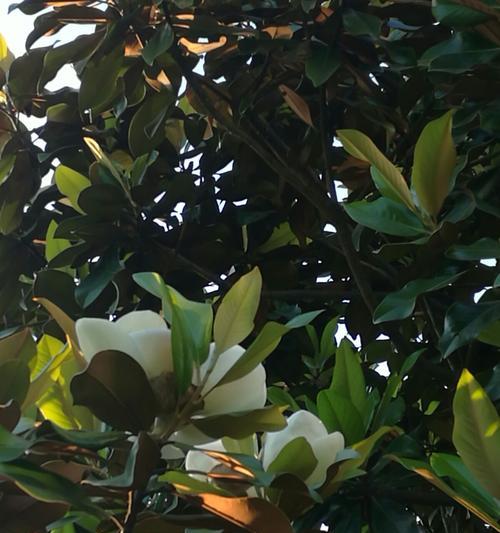 广玉兰花的寓意与象征意义（探寻广玉兰花的美丽内涵）