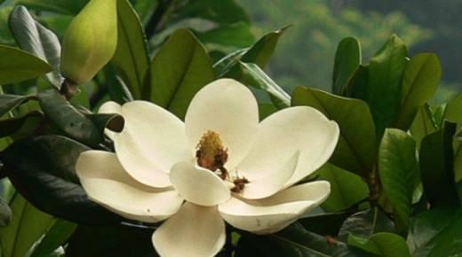 广玉兰花的寓意与象征意义（探寻广玉兰花的美丽内涵）