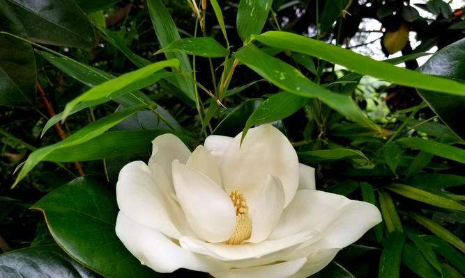 广玉兰花的寓意与象征意义（探寻广玉兰花的美丽内涵）