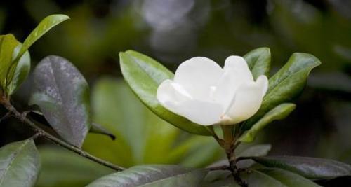 广玉兰花的美丽与意义（广玉兰花语的象征与传承）