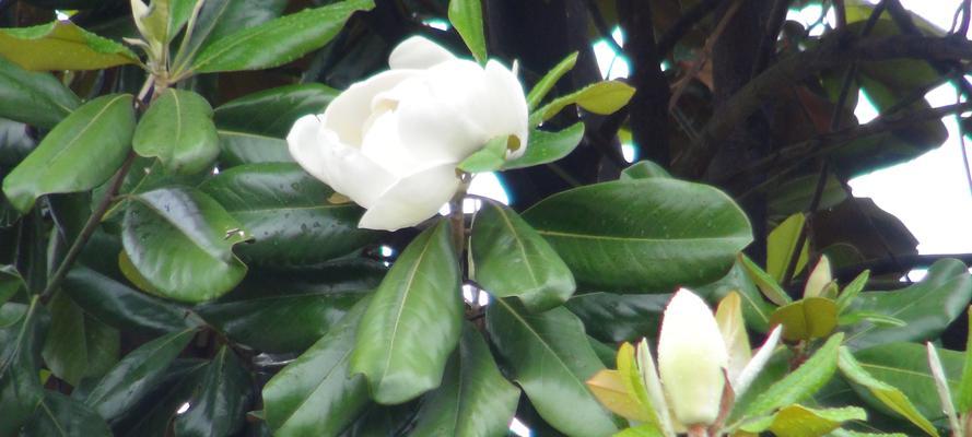 广玉兰花的美丽与意义（广玉兰花语的象征与传承）