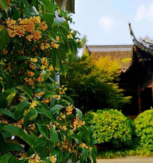 桂花（桂花的花语与意义）