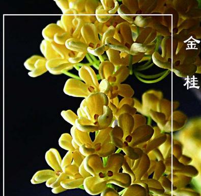 桂花的花语与寓意（传承千年的香气与美丽）