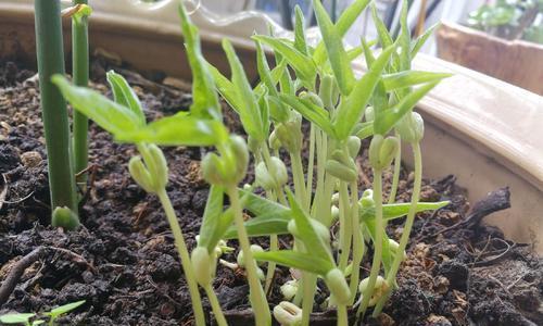 绿豆生芽能吃吗？解读绿豆生芽的营养与食用方法