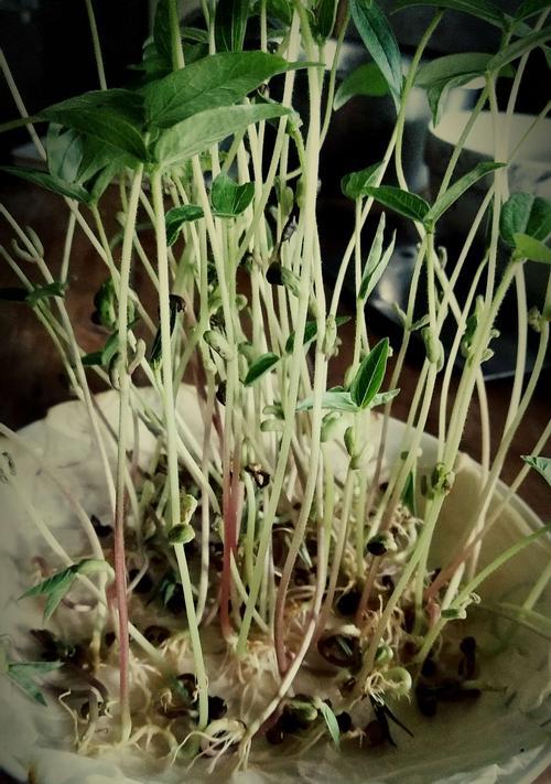 绿豆生芽能吃吗？解读绿豆生芽的营养与食用方法