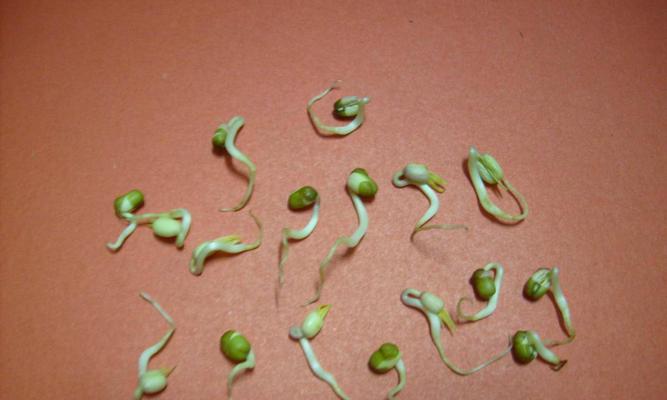 绿豆生芽能吃吗？解读绿豆生芽的营养与食用方法