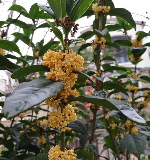 桂花花语（探索桂花花语的深层含义）