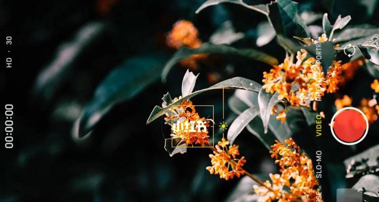 桂花花语（探索桂花花语的深层含义）