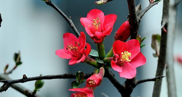 海棠花（美丽的海棠花与深沉的爱情）