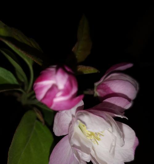 海棠花的象征意义（探寻海棠花背后的寓意与情感）