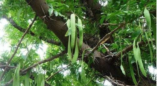 绿豆是双子叶植物吗（探究绿豆的植物分类与特性）