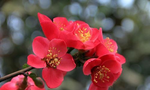海棠花（揭示海棠花的隐含寓意和文化象征）