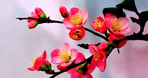 海棠花（揭示海棠花的隐含寓意和文化象征）