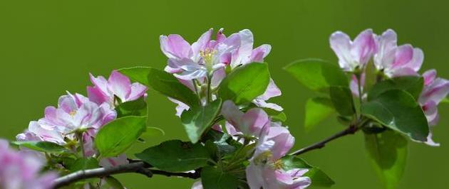 海棠花的象征意义与花语（探索海棠花的内涵与寓意）