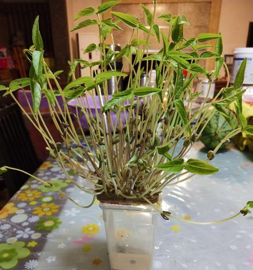 绿豆水培与土培的优缺点分析（寻找适合绿豆生长的栽培方式）