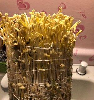 绿豆水培与土培的优缺点分析（寻找适合绿豆生长的栽培方式）